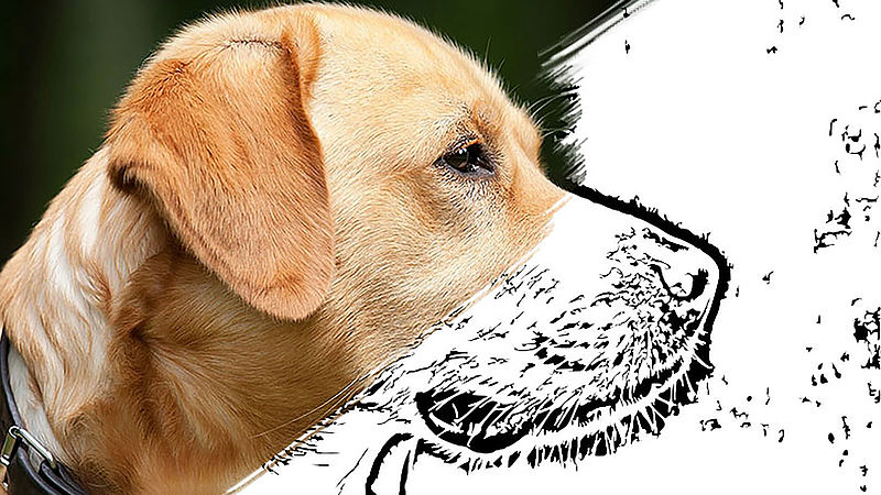 Sketching of a dog